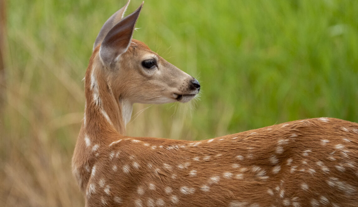 Whitetail fawn with it’s Mom