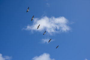 Brown Pelicans