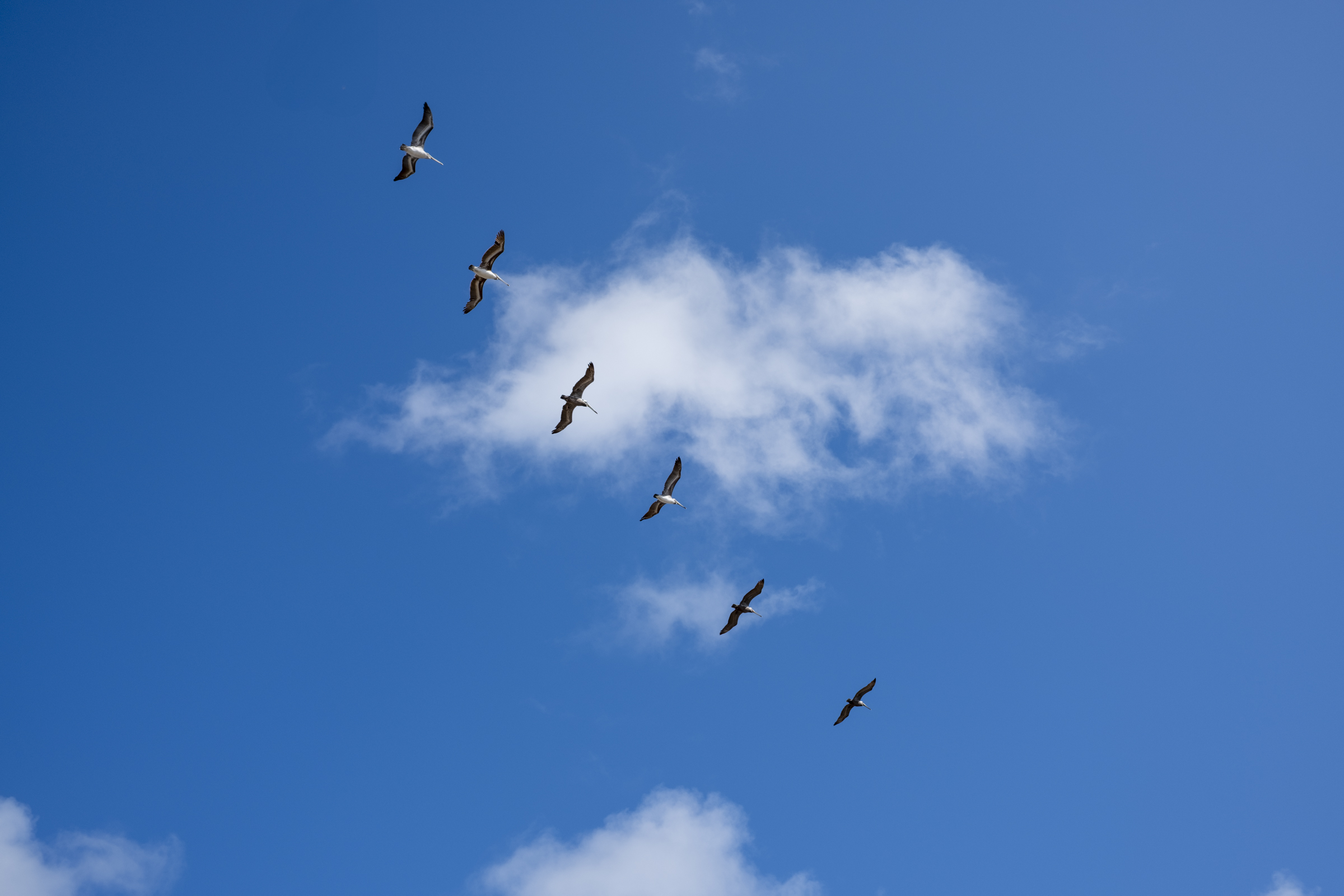 Brown Pelicans