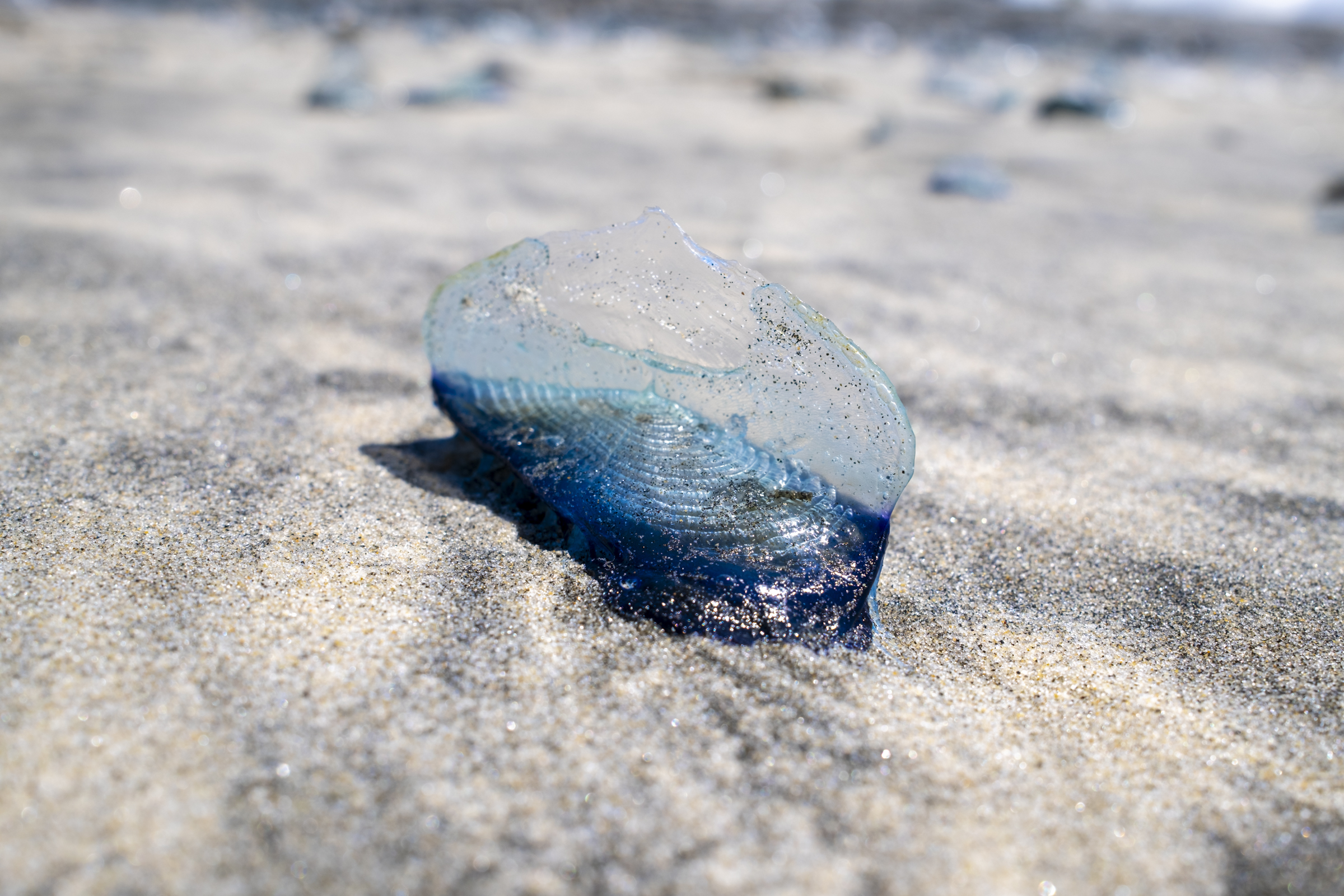Velella velella