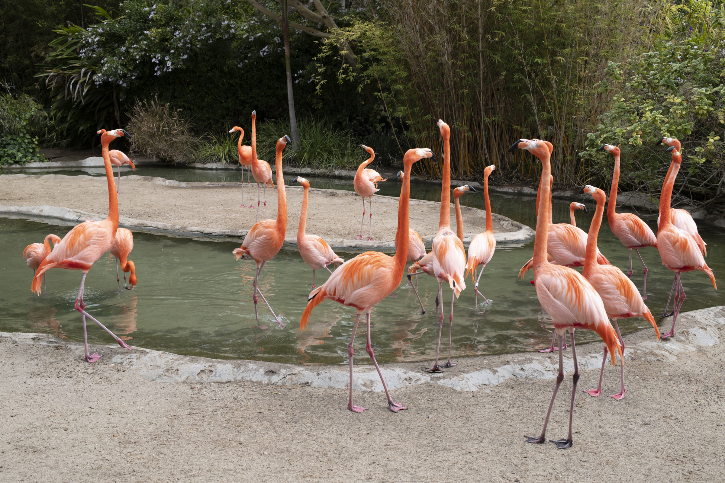 Flamingos